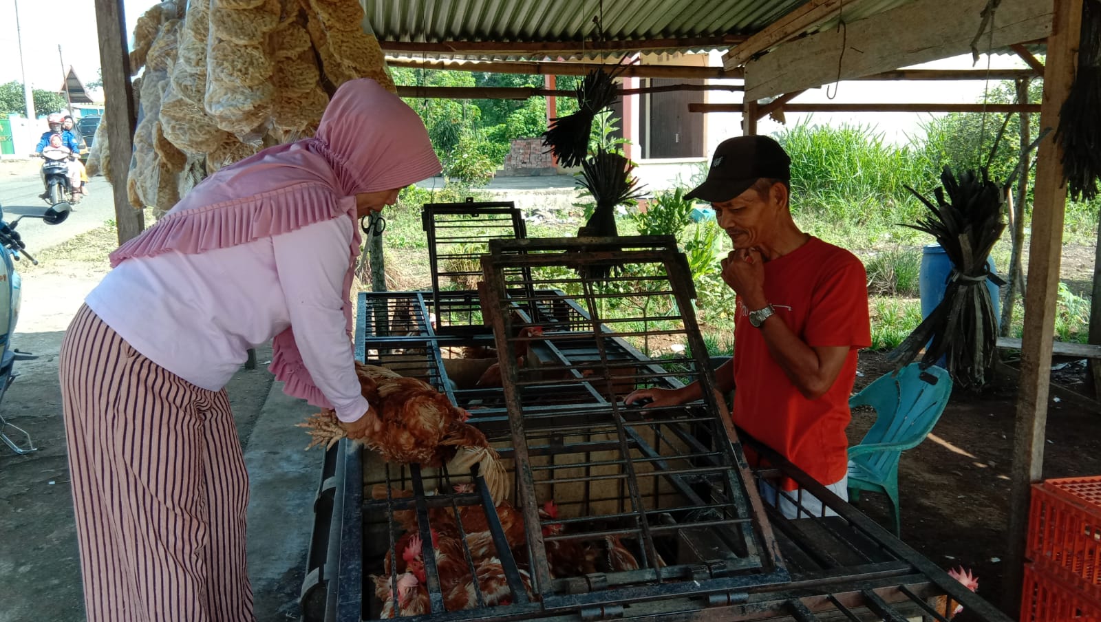 Harga Ayam Pramuka Masih Tinggi