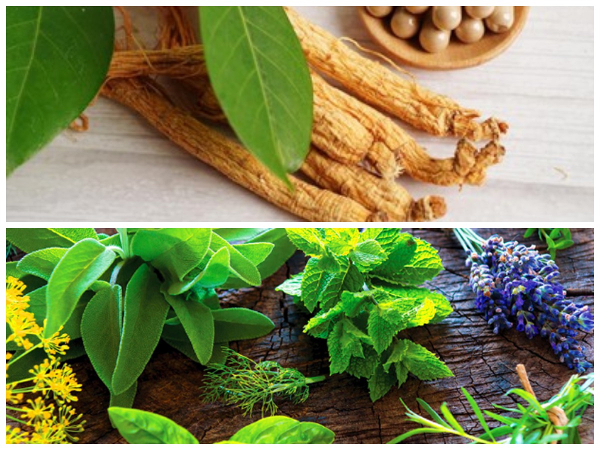 Rekomendasi Tanaman Herbal untuk Asah Fokus dan Perkuat Ingatan Secara Alami