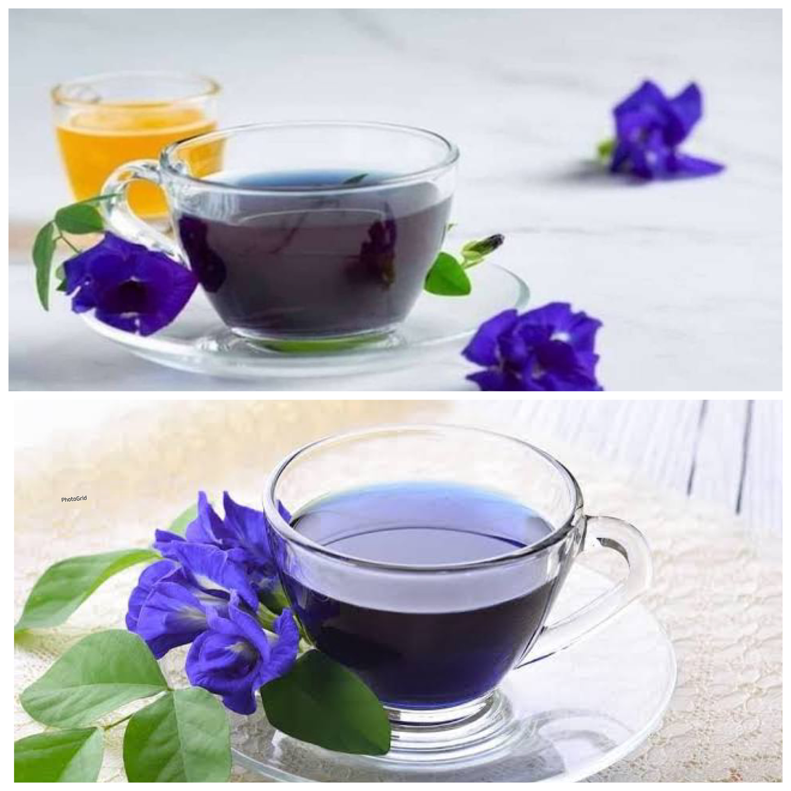 Mengungkap Khasiat Teh Bunga Telang: Minuman Alami dengan Segudang Manfaat untuk Kesehatan Tubuh!