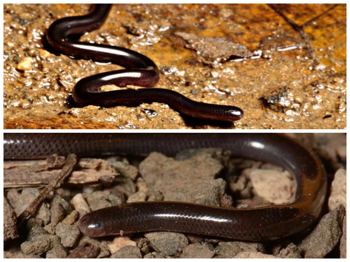 Ular Kawat Sering Muncul di Rumah? Ini Tanda-Tandanya dan Tips Ampuh Menghalaunya