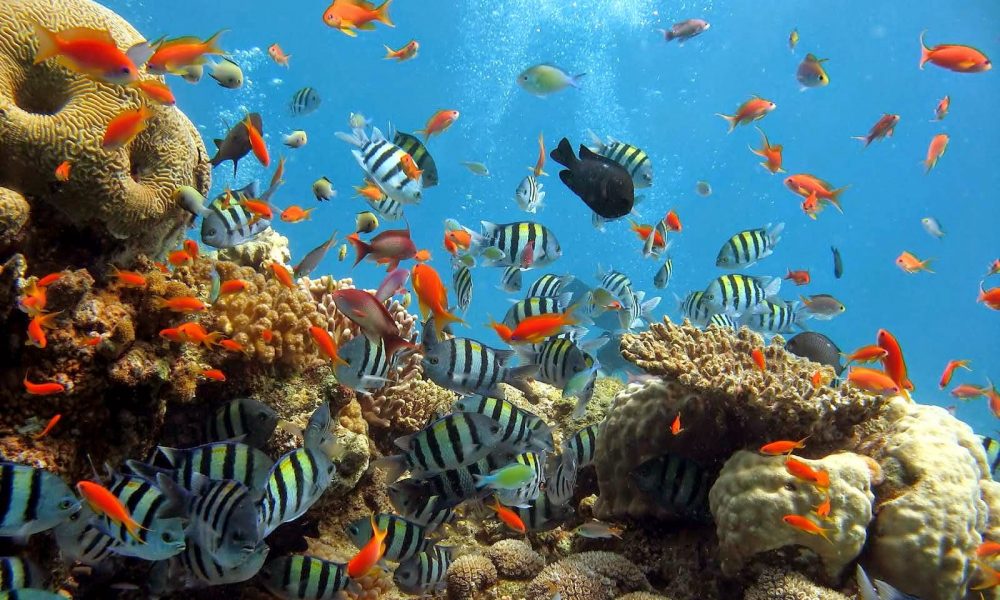 Menikmati Surga Alam di Bawah Laut Bunaken yang Menakjubkan 