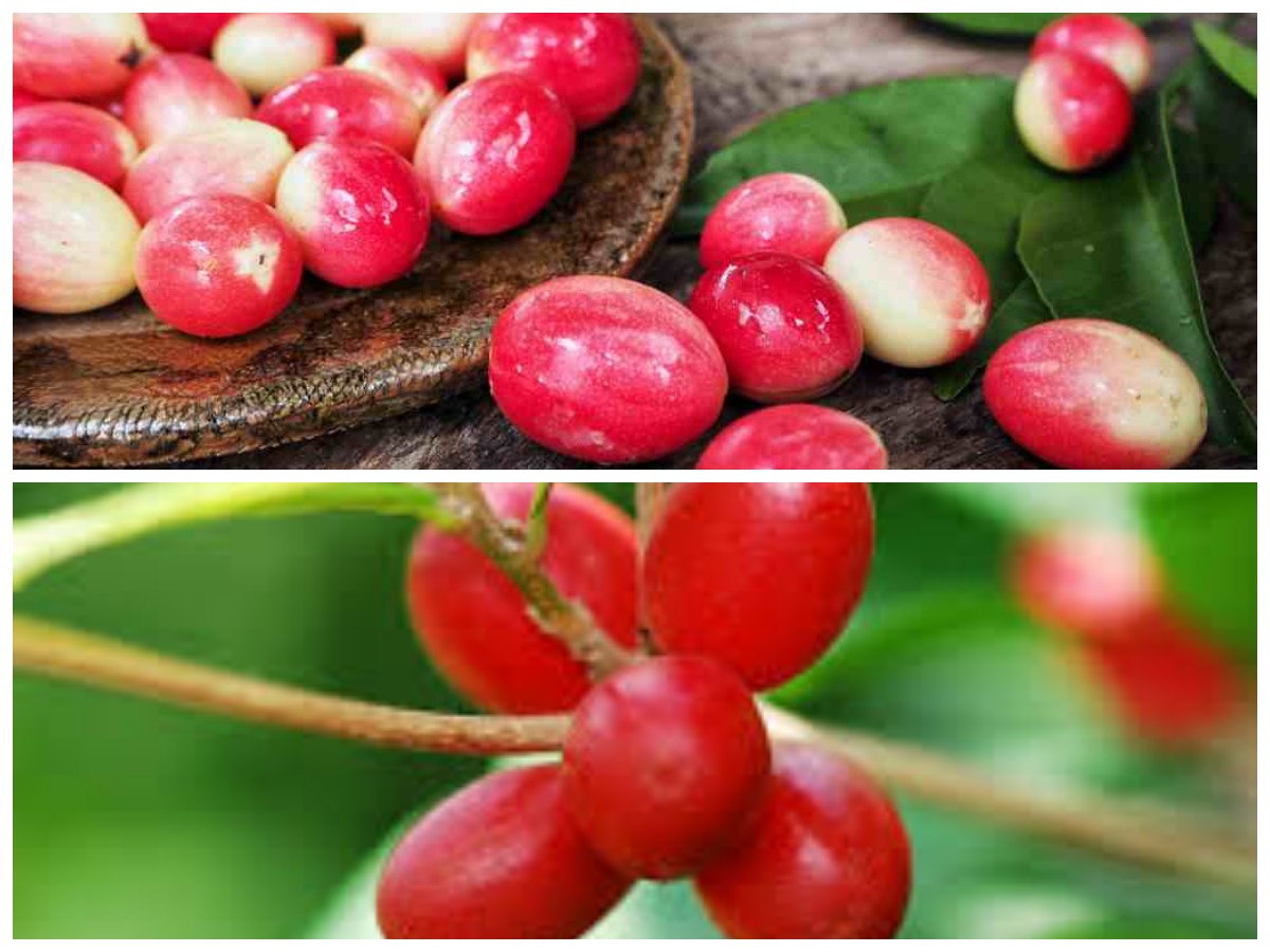 Miracle Fruit: Buah Ajaib yang Mengubah Rasa dan Menyehatkan Tubuh