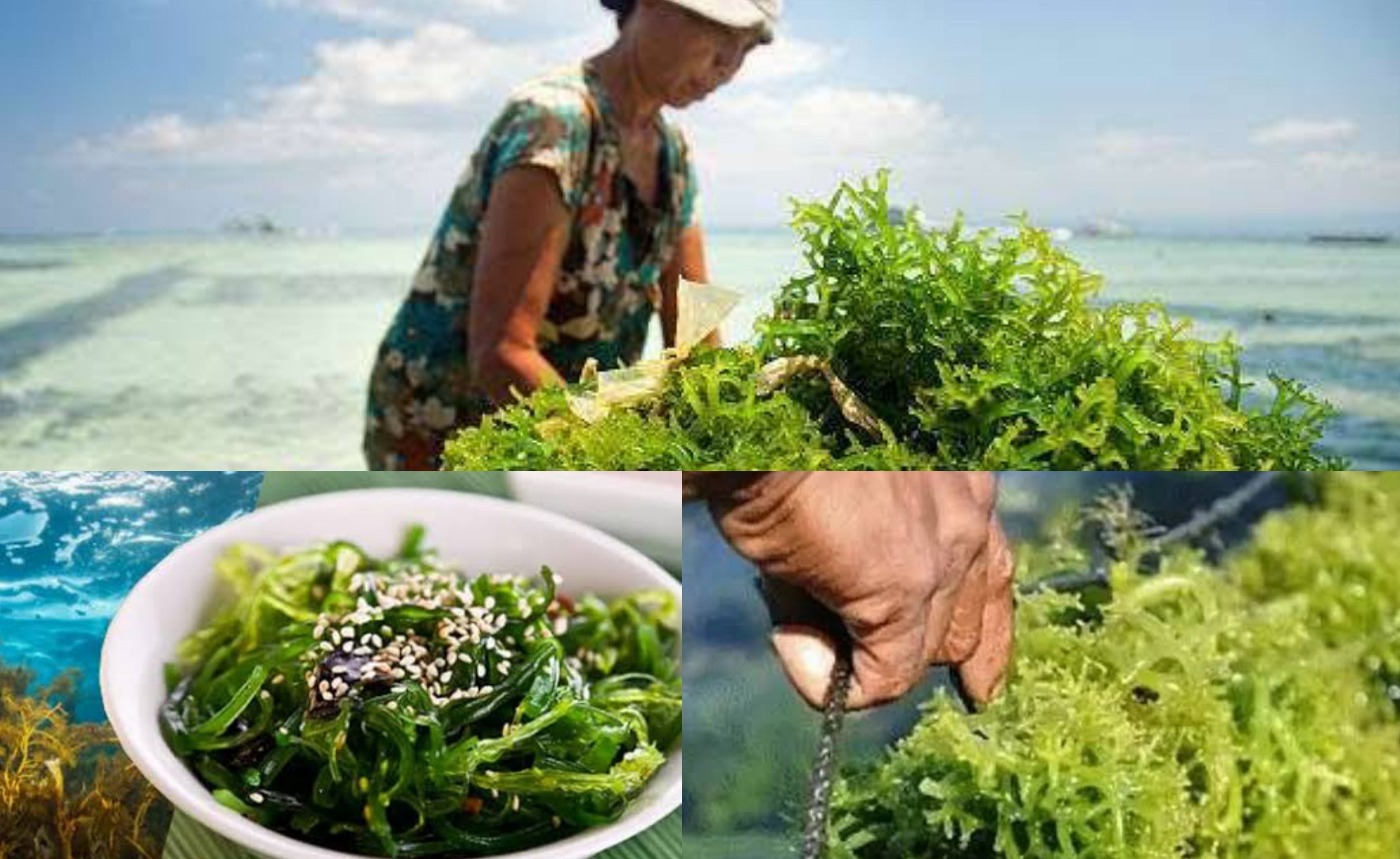 Rumput Laut yang Tak Sekedar Topping Makanan Ternyata Sehat Untuk Tubuh