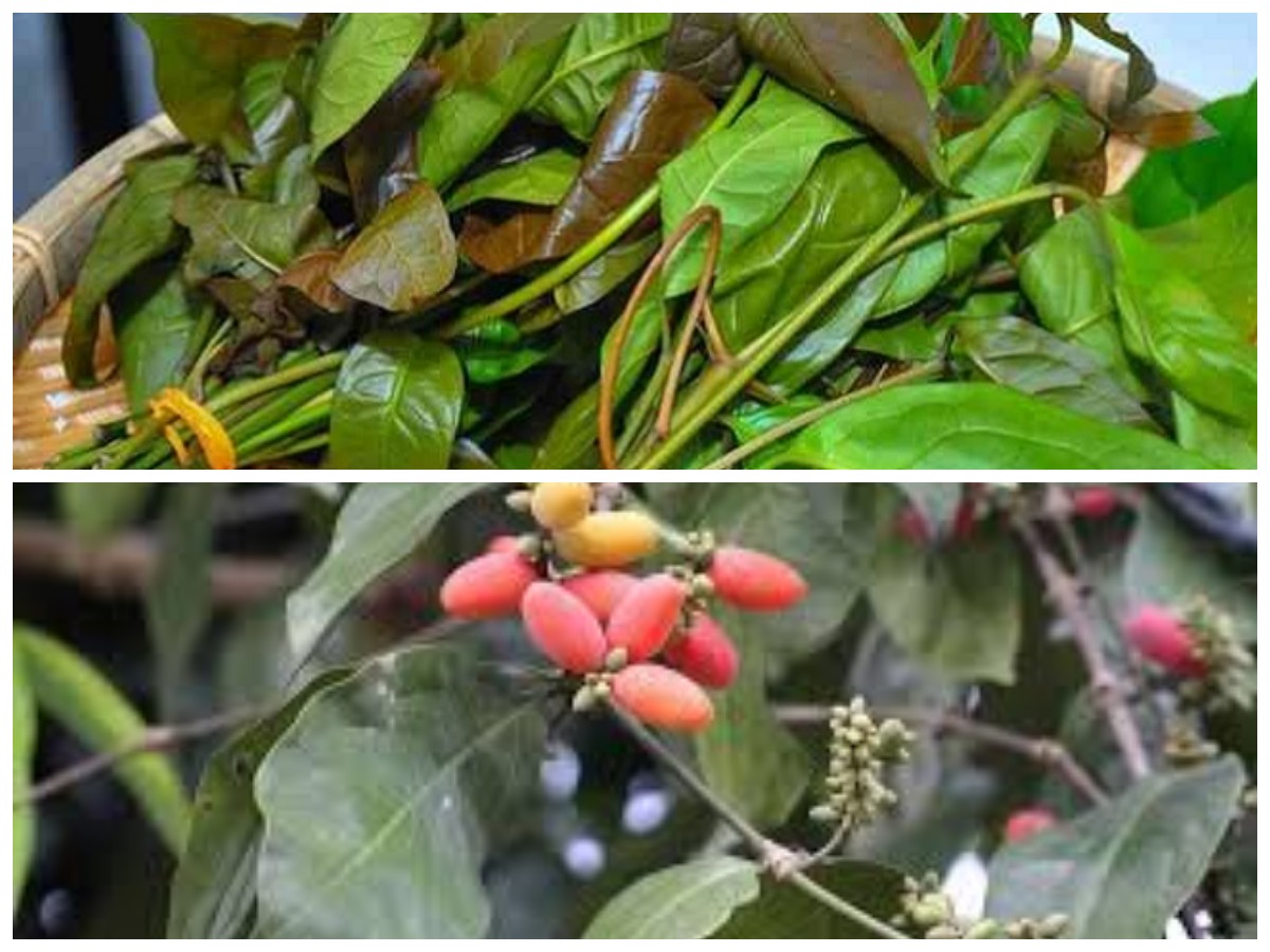 Daun Melinjo: Sayuran Tradisional dengan Segudang Manfaat Kesehatan Ini Penjelasanya