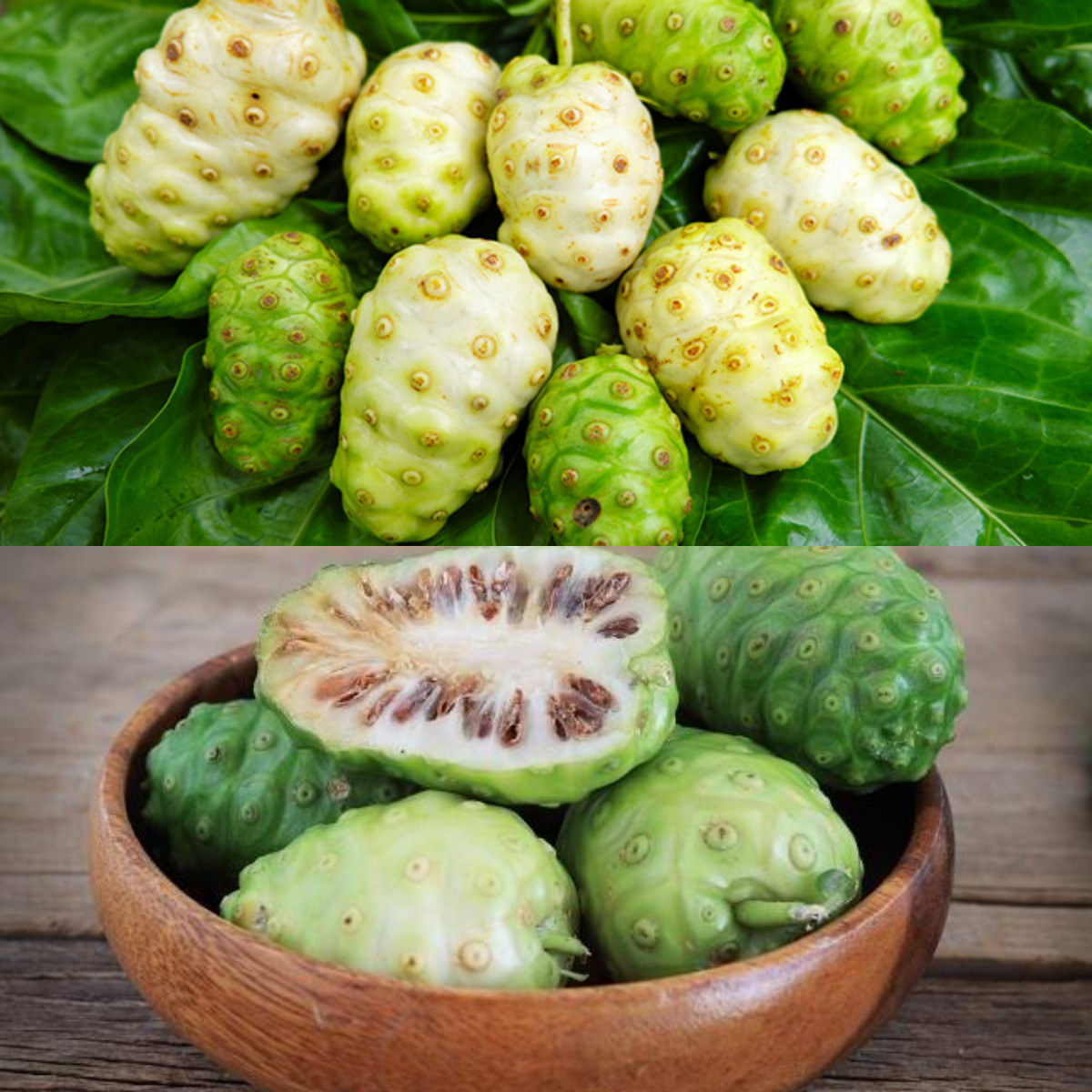  Ini Manfaat Mengkudu bagi Kesehatan Tubuh!