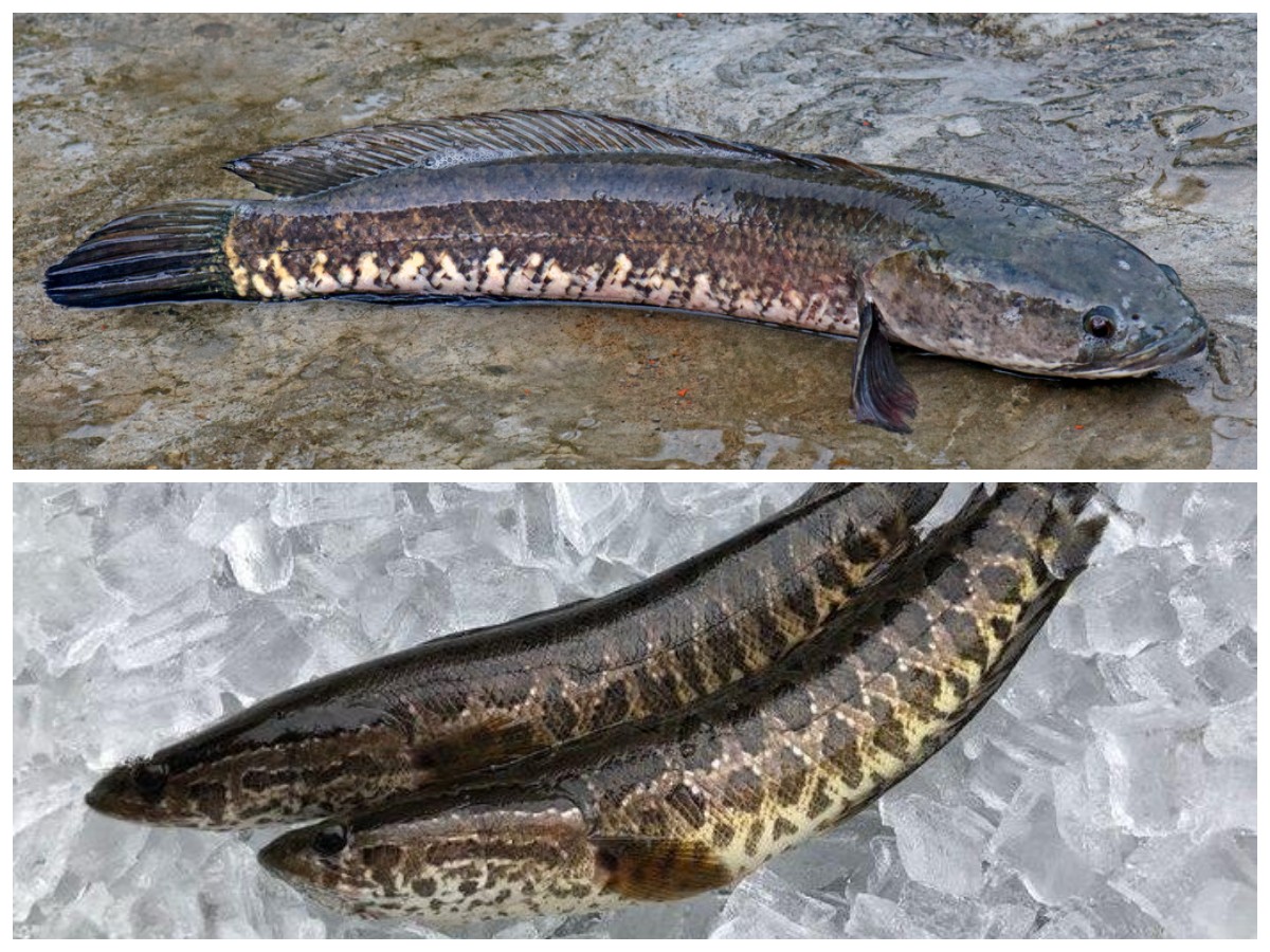 Ikan Gabus untuk Luka Persalinan: Fakta atau Hanya Mitos? Temukan Kebenarannya!