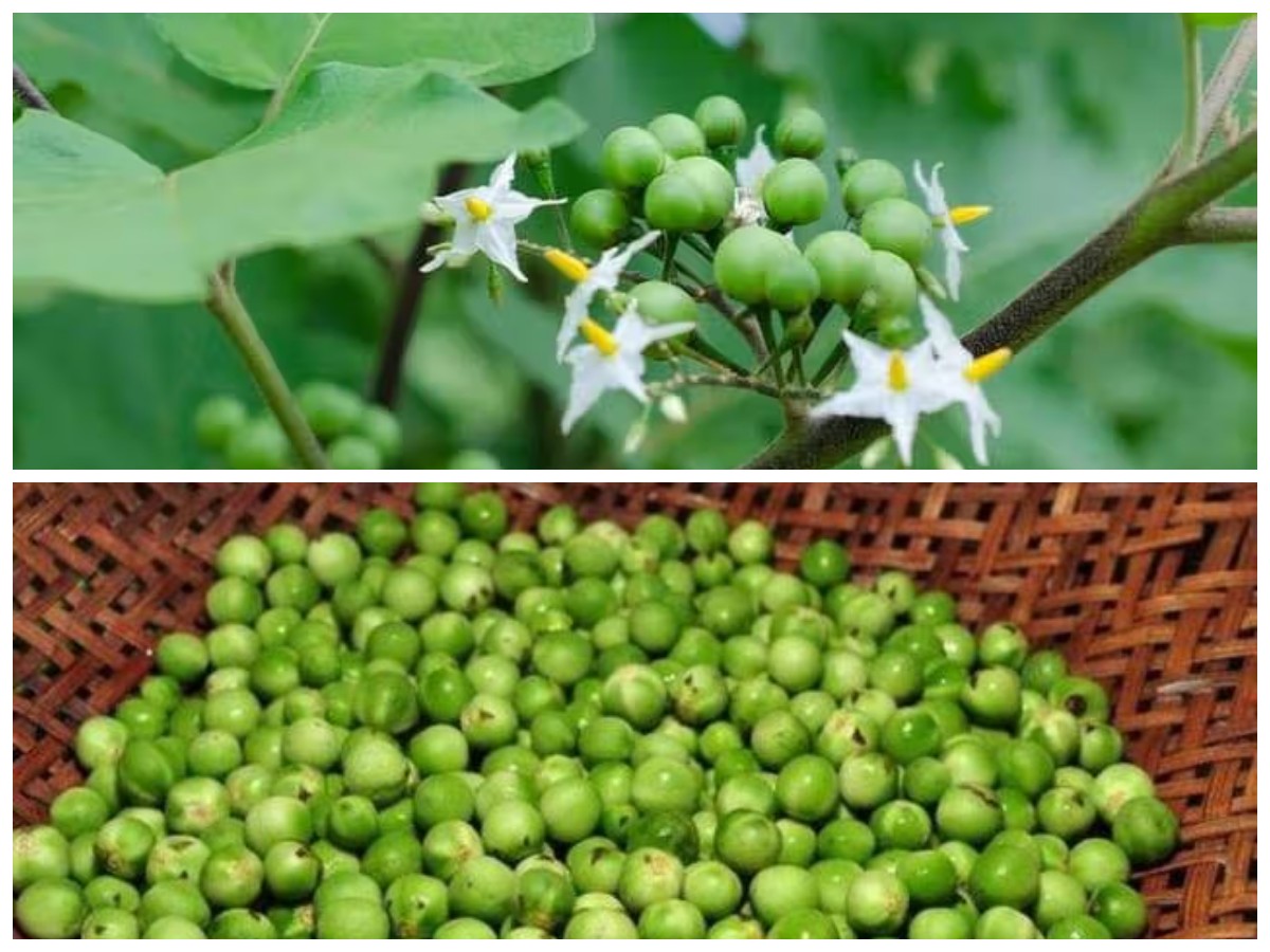  Buah Pokak dan Manfaatnya: 5 Alasan Mengapa Baik untuk Kesehatan Tubuh