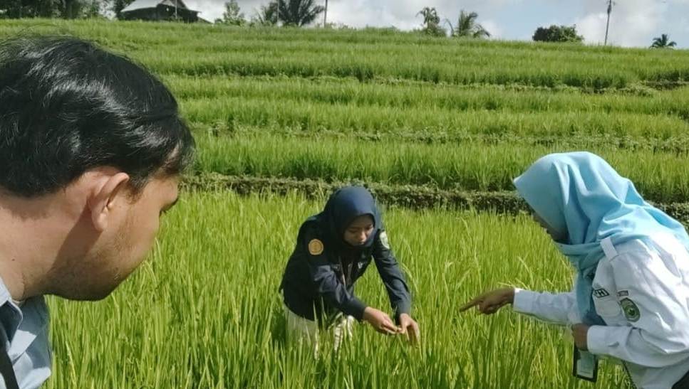 Dengan Perangkap Kendalikan Serangan Walang Sangit