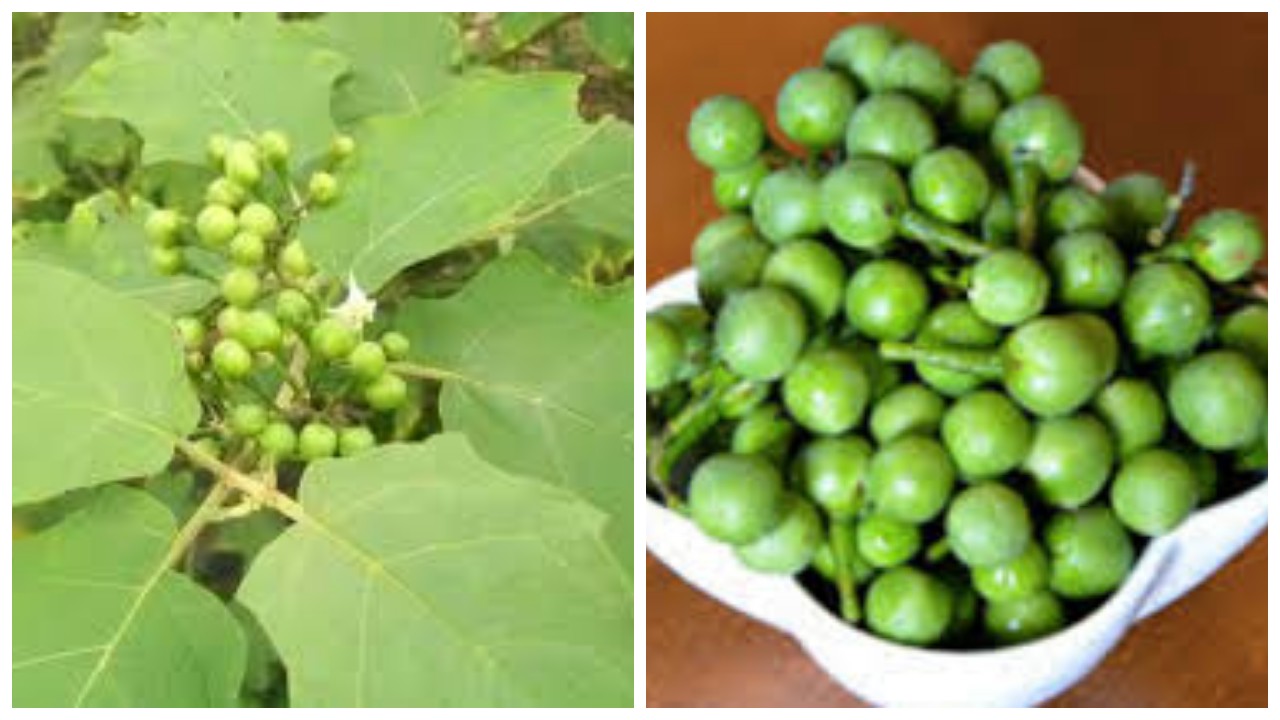 Manfaat Buah Cepokak untuk Kesehatan !