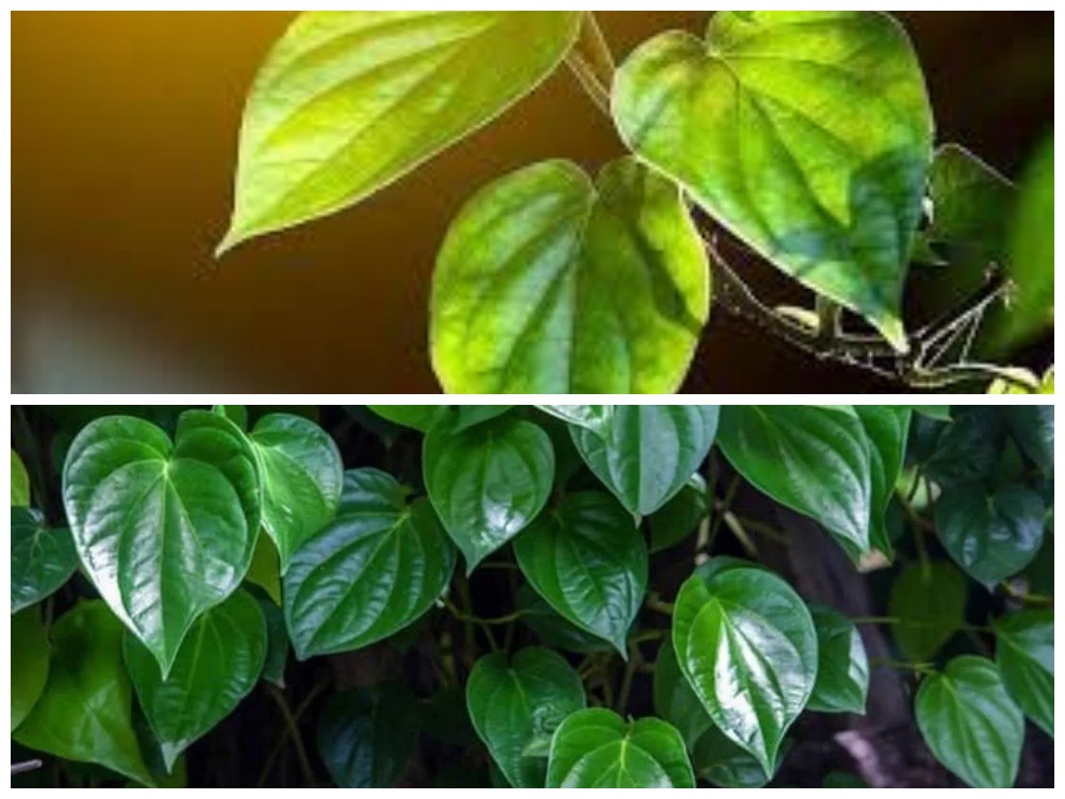 Tak Hanya Obat Tradisional, Ini Deretan Penyakit yang Bisa Diatasi dengan Daun Sirih!