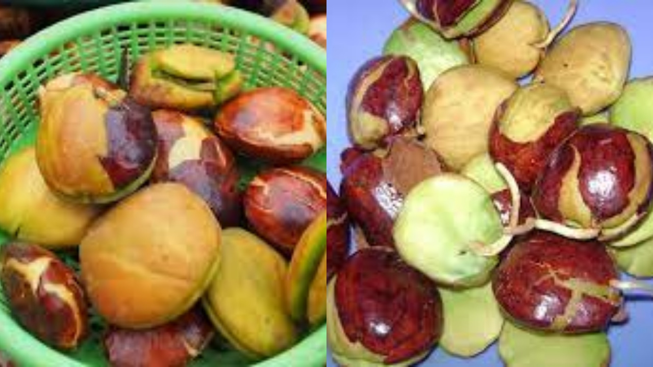 Mari Lihat Disini! 8 Manfaat Jengkol Untuk Kesehatan Tubuh Dan Efek Sampingnya