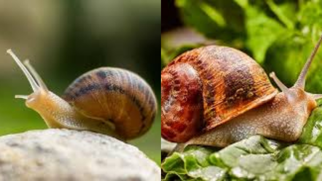 Yuk Intip! Inilah 8 Manfaat Bekicot Untuk Kesehatan Tubuh Yang Luar Biasa