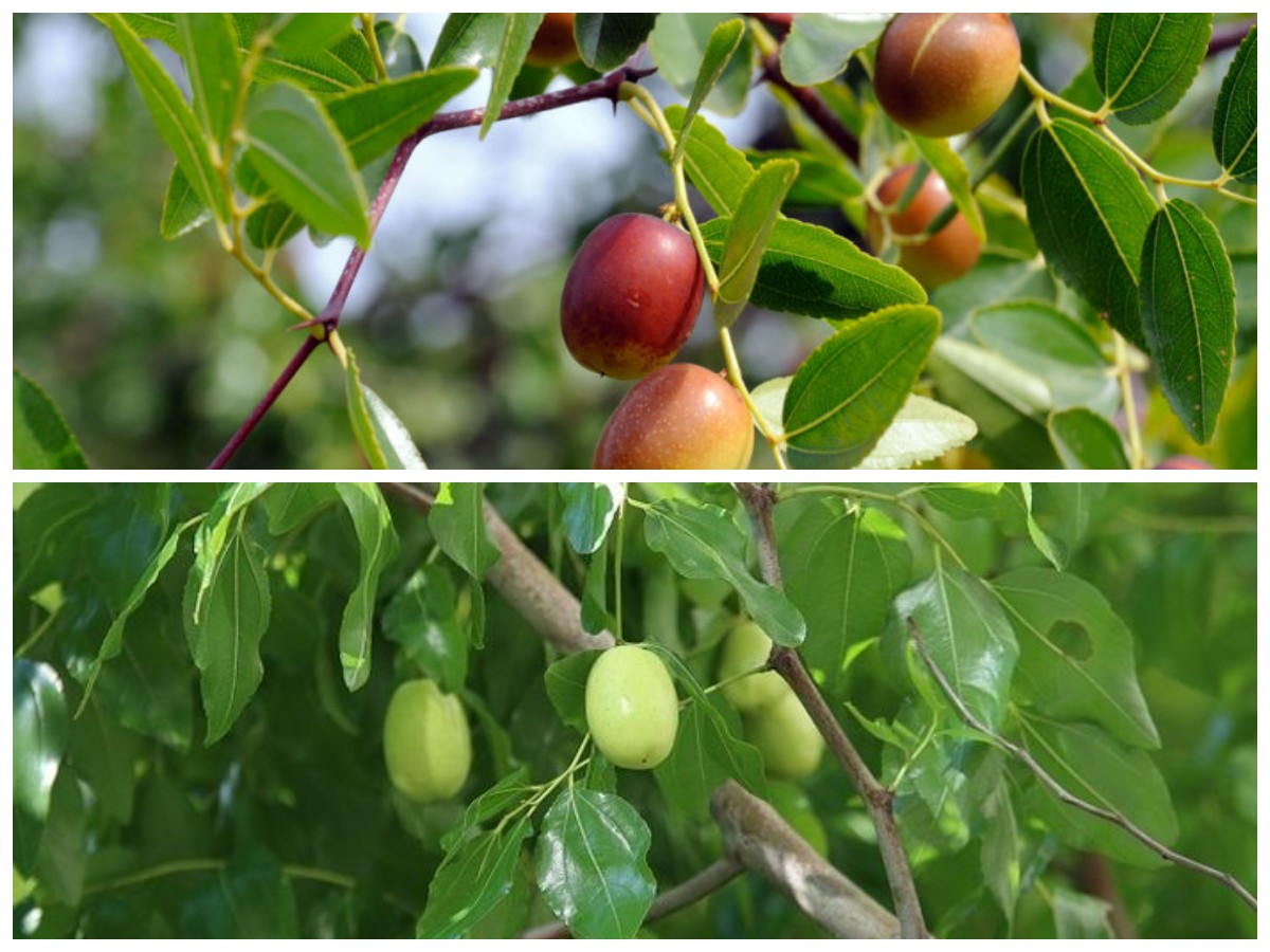  Mengapa Buah Bidara Menjadi Keajaiban Kesehatan yang Perlu Anda Ketahui