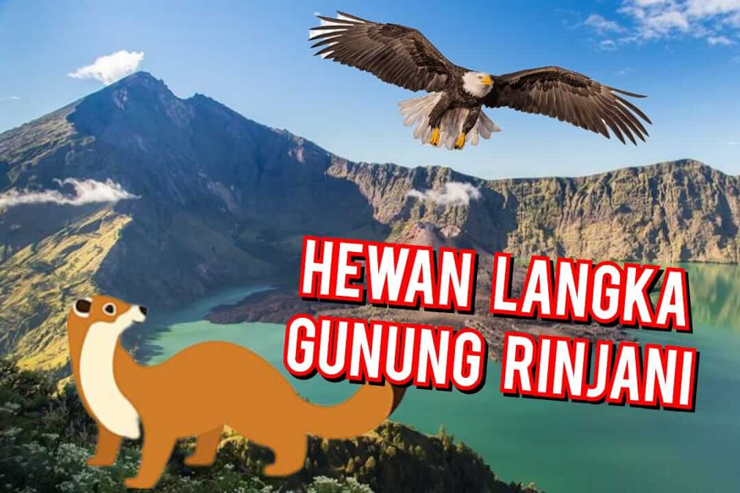 Daftar Hewan Langka Di Gunung RInjani! Nomor 4 Paling Unik Sedunia