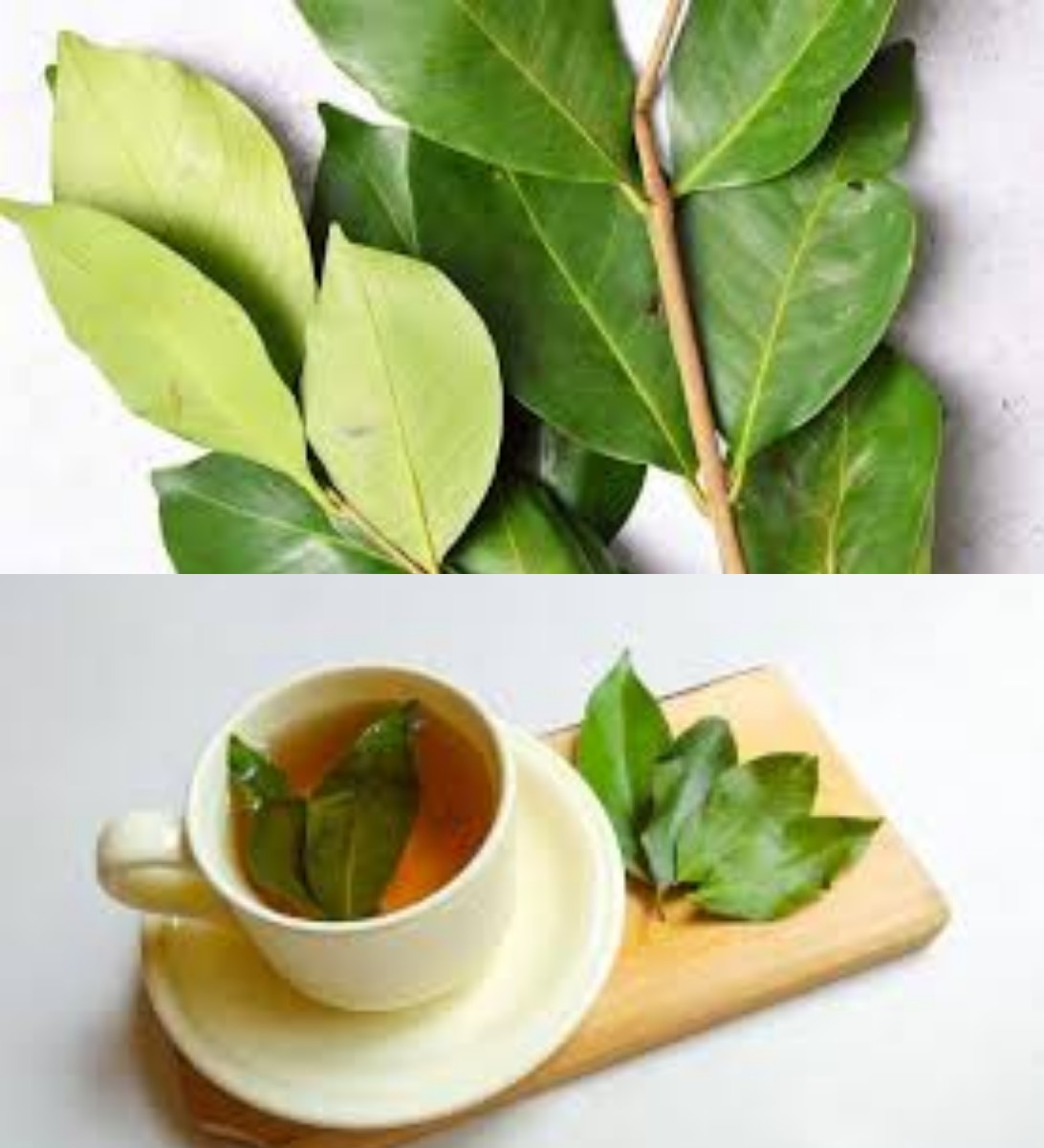 Rahasia Dapur Sehat dengan Daun Salam: Manfaatnya yang Meningkatkan Kesehatan dan Rasa Masakan