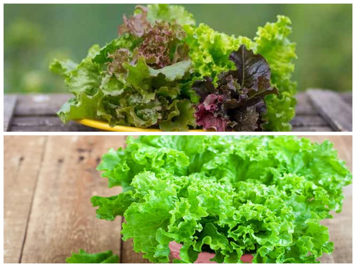 Bukan Sekadar Lalapan, Selada Ternyata Punya Manfaat Penting untuk Cegah Diabetes!