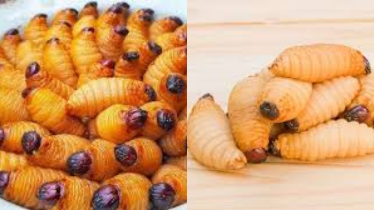 Harus Kalian Ketahui! Inilah Manfaat Ulat Sagu Untuk Kesehatan Tubuh