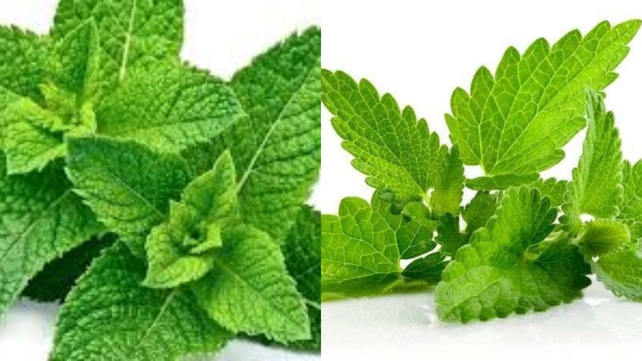 Perlu Kalian Ketahui Inilah Manfaat Daun Mint Untuk Kesehatan!