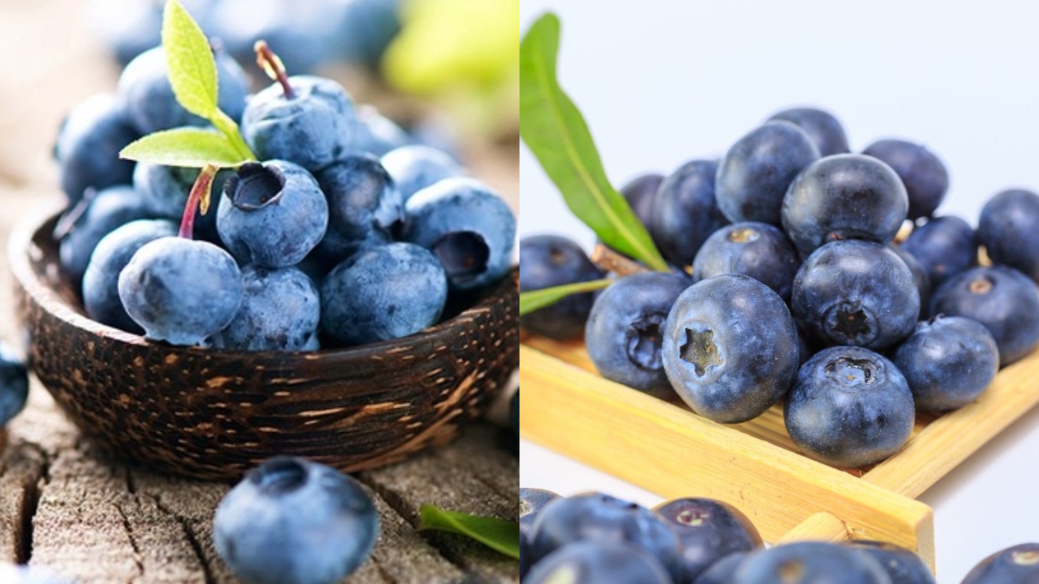 Berbagai Kandungan Nutrisi Dan Manfaat Buah Blueberry Untuk Kesehatan Yang Jarang Diketahui Banyak Orang! 