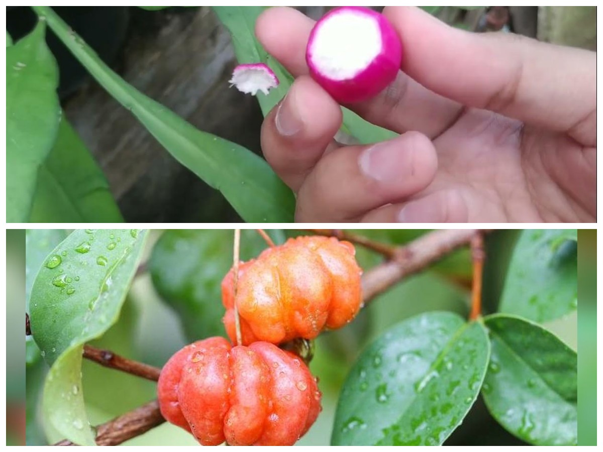 Keistimewaan Buah Wijaya Kusuma dan Segudang Manfaat Kesehatannya