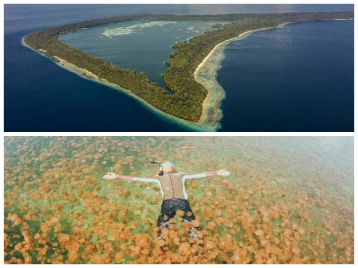 Menguak Rahasia Danau Kakaban: Habitat Ubur-ubur Tak Menyengat di Jantung Pulau Tropis