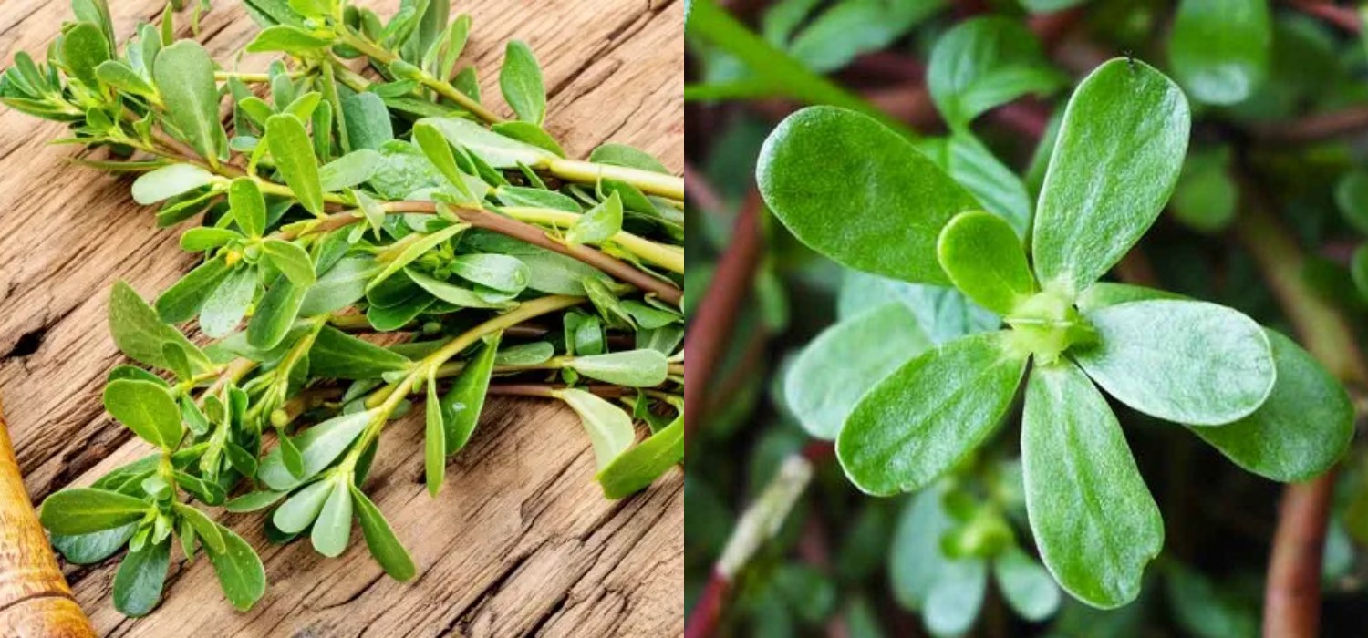 Jarang Diketahui, Ini Manfaat Sayur Krokot bagi Kesehatan