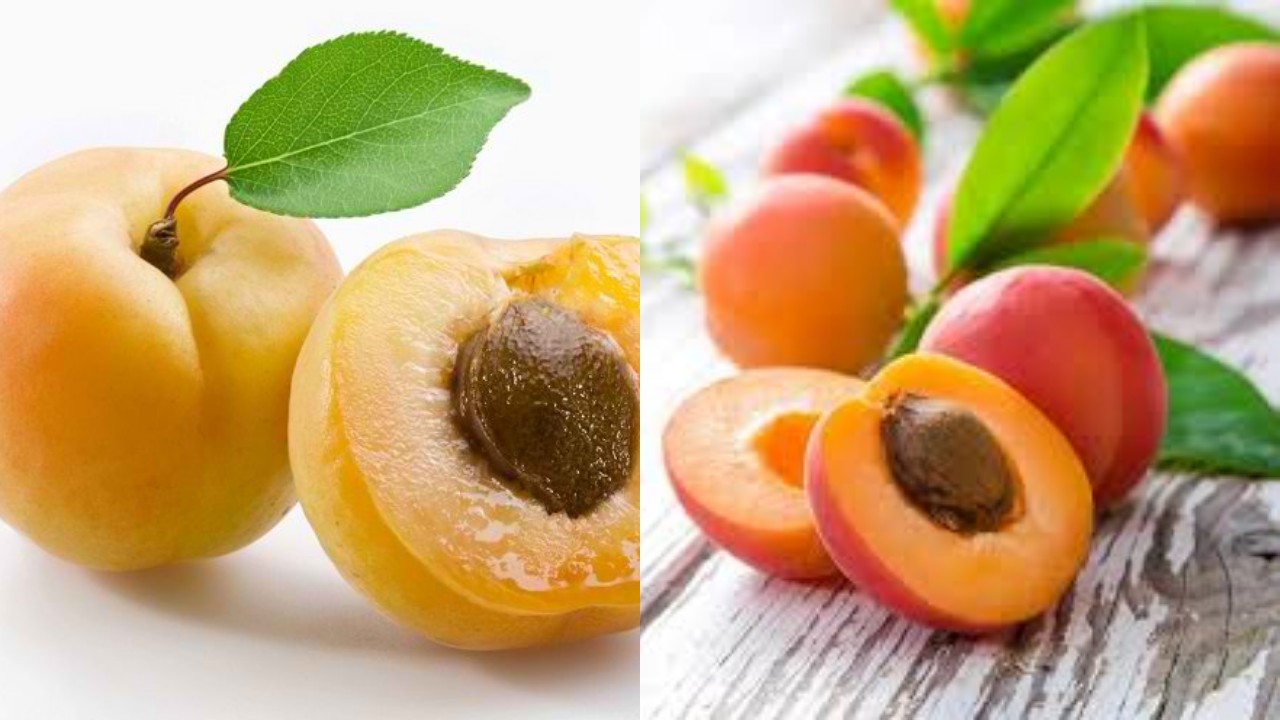 Manfaat Buah Aprikot: Buah Kecil dengan Khasiat Besar yang Tak Diragukan Lagi!