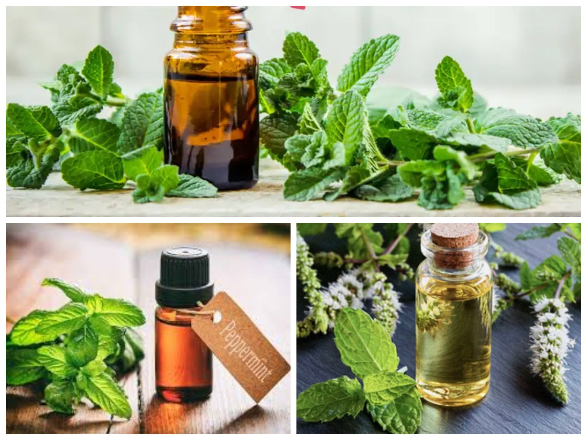 Minyak Peppermint ( Mentha piperita ) sebagai Pengobatan Alternatif, Inilah Manfaat dan Khasiatnya!