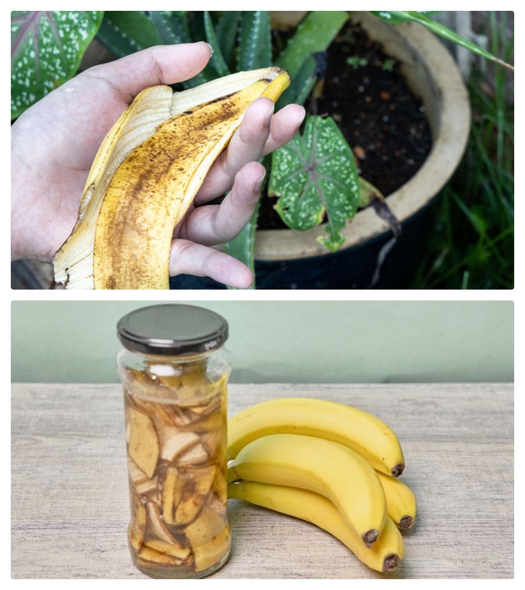 Air Kulit Pisang untuk Tanaman: Manfaat dan Cara Menggunakannya