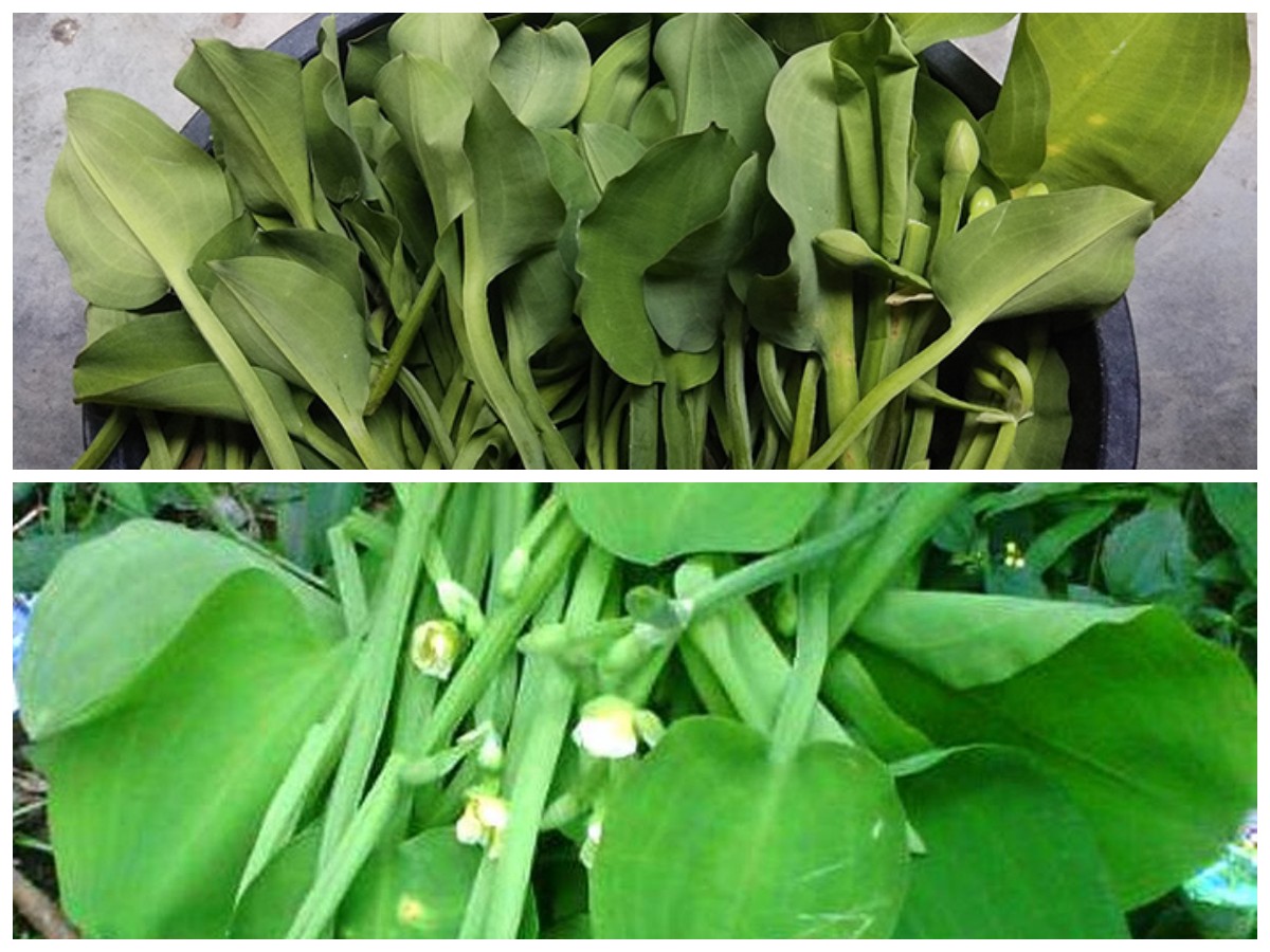 Tak Hanya Lezat, Ini Deretan Manfaat Daun Genjer yang Ampuh Lawan Anemia!