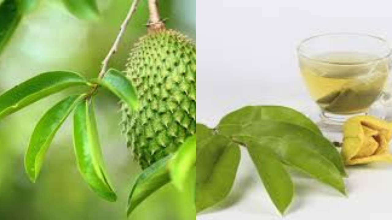 10 Manfaat Daun Sirsak untuk Wanita Yang Jarang Diketahui!