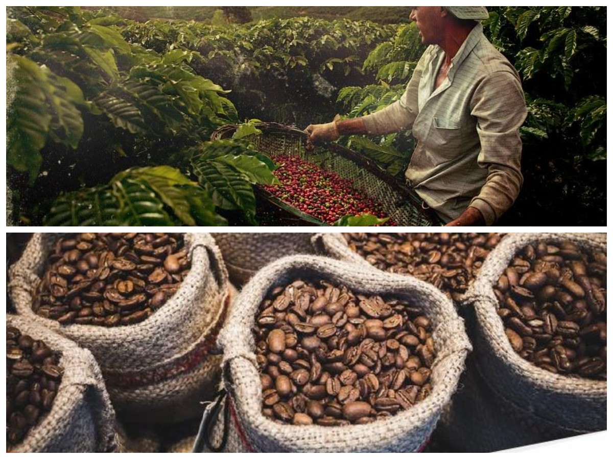 Mengungkap Kehebatan Brazil, 150 Tahun Jadi Raksasa Kopi Dunia