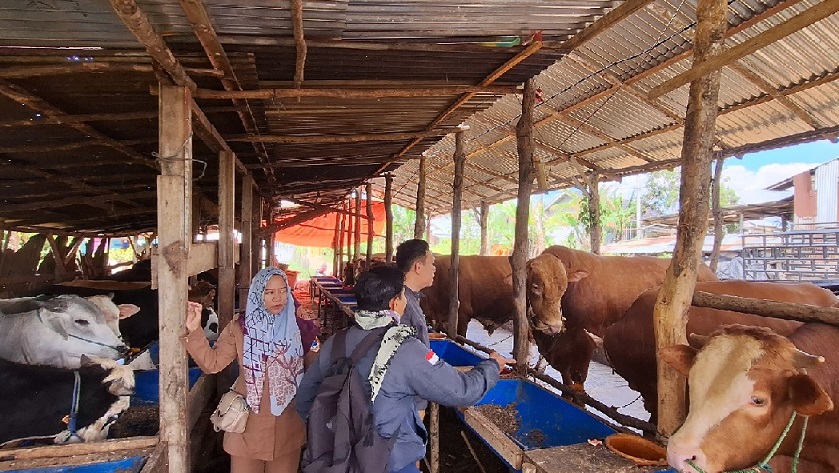 Monitoring Kesehatan Hewan Qurban, Temuan Tim Keswan Seperti Ini