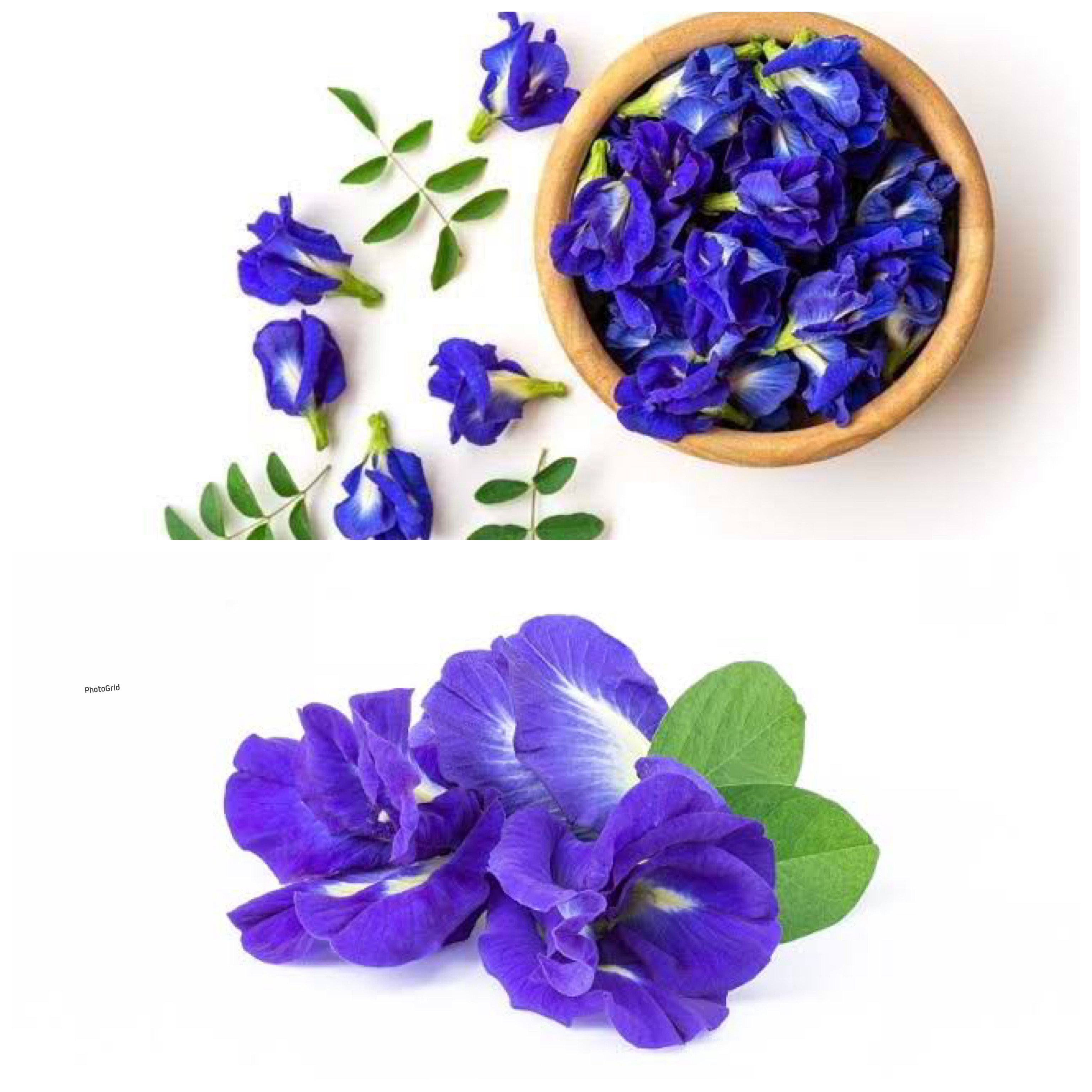 Manfaat Teh Bunga Telang yang Berwarna Biru: Rahasia Herbal Alami untuk Menjaga Kesehatan Tubuh!