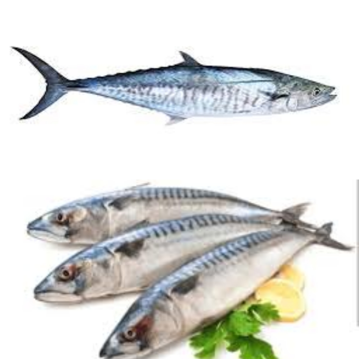 Bukan Sekadar Lezat! Ikan Tenggiri Ternyata Kaya Gizi dan Nutrisi Penting untuk Tubuh