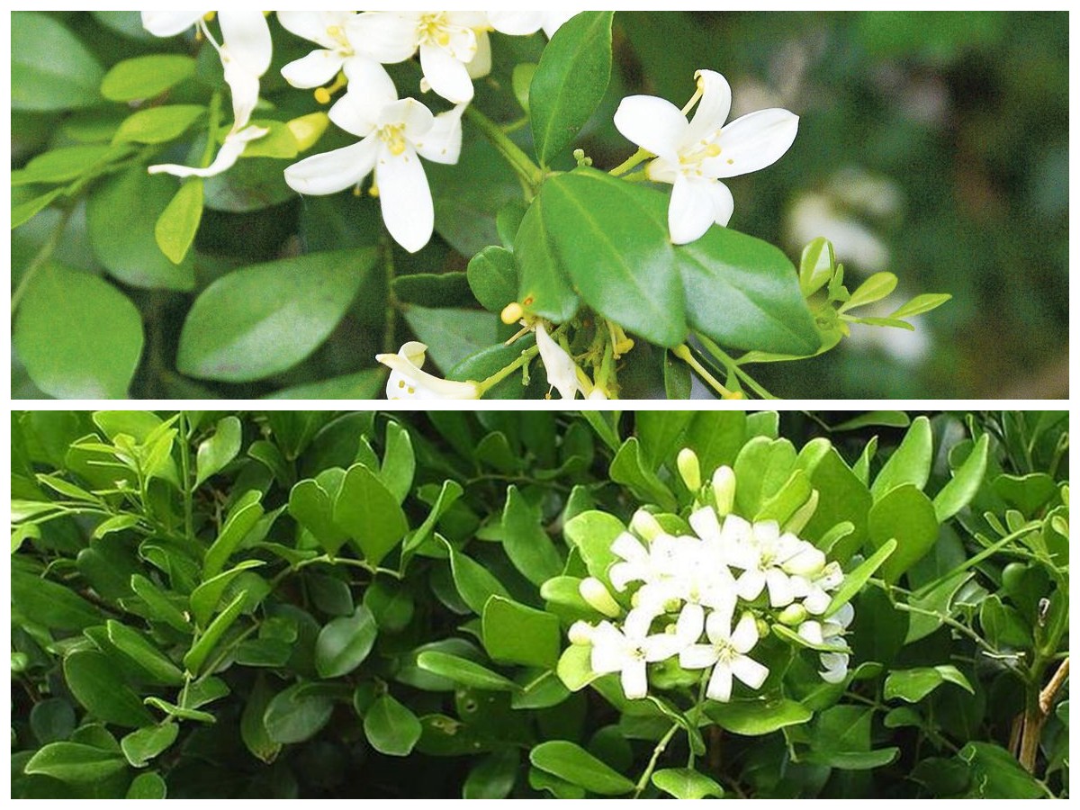 Manfaat Daun Kemuning untuk Kesehatan: Solusi Alami Atasi Rematik