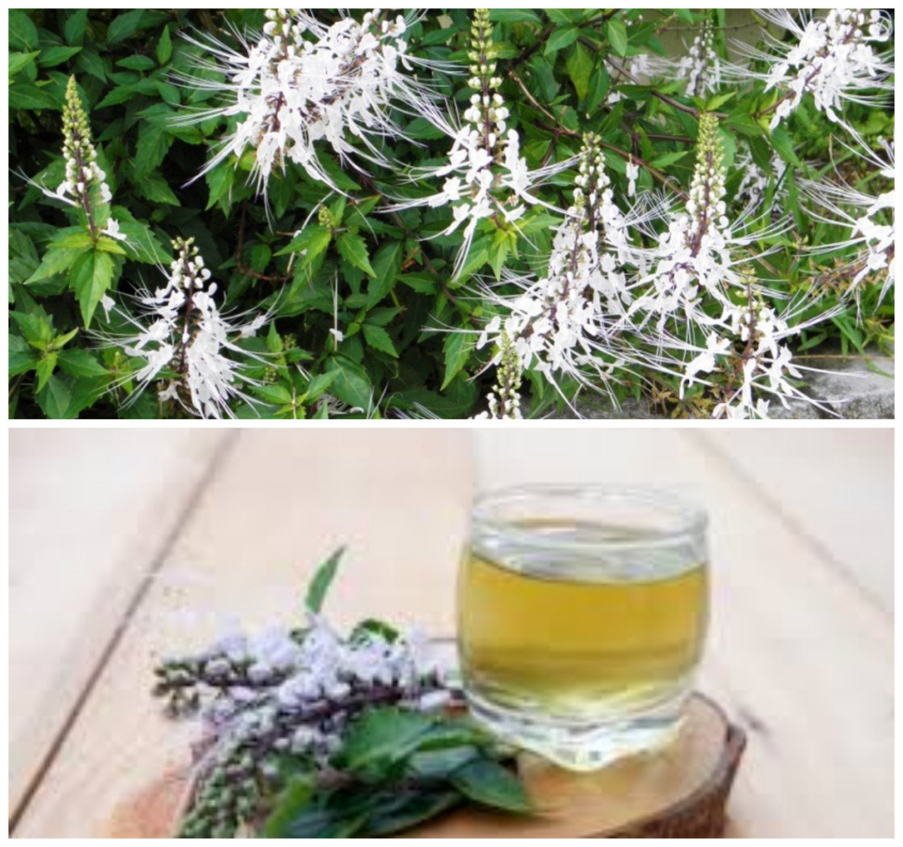 Intip 9 Manfaat Tanaman Kumis Kucing Yang Belum Anda Tahu!