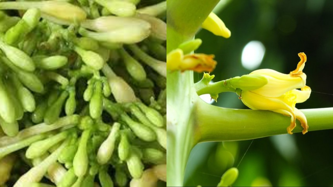 Bunga Pepaya, Si Pahit yang Kaya Manfaat untuk Daya Tahan Tubuh dan Tulang!