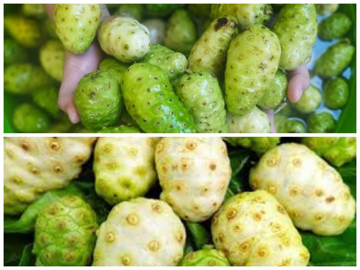 Rahasia Sehat Alami: Manfaat Mengkudu Rebus untuk Kebugaran Tubuh