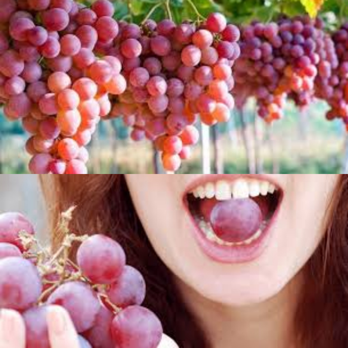  Anggur Merah, Ketahui Manfaat dan Cara Tepat Mengonsumsinya!