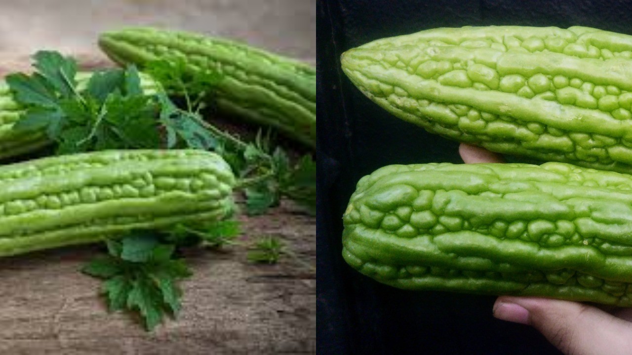 Rahasia Sehat dari Pare, Sayuran Pahit dengan Segudang Khasiat!