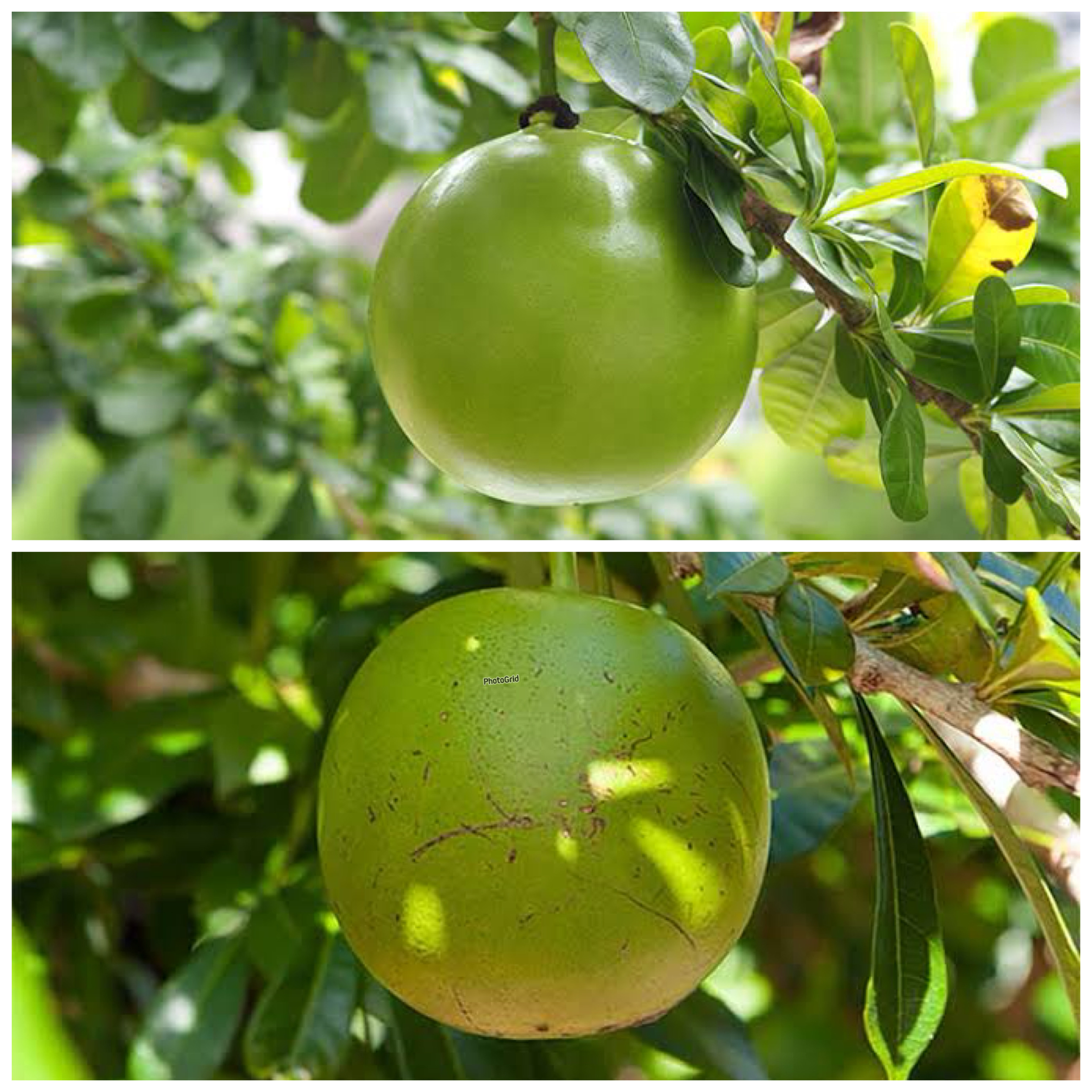 Buah Berenuk, Si Unik yang Jarang Dilirik tapi Kaya Manfaat untuk Kesehatan!
