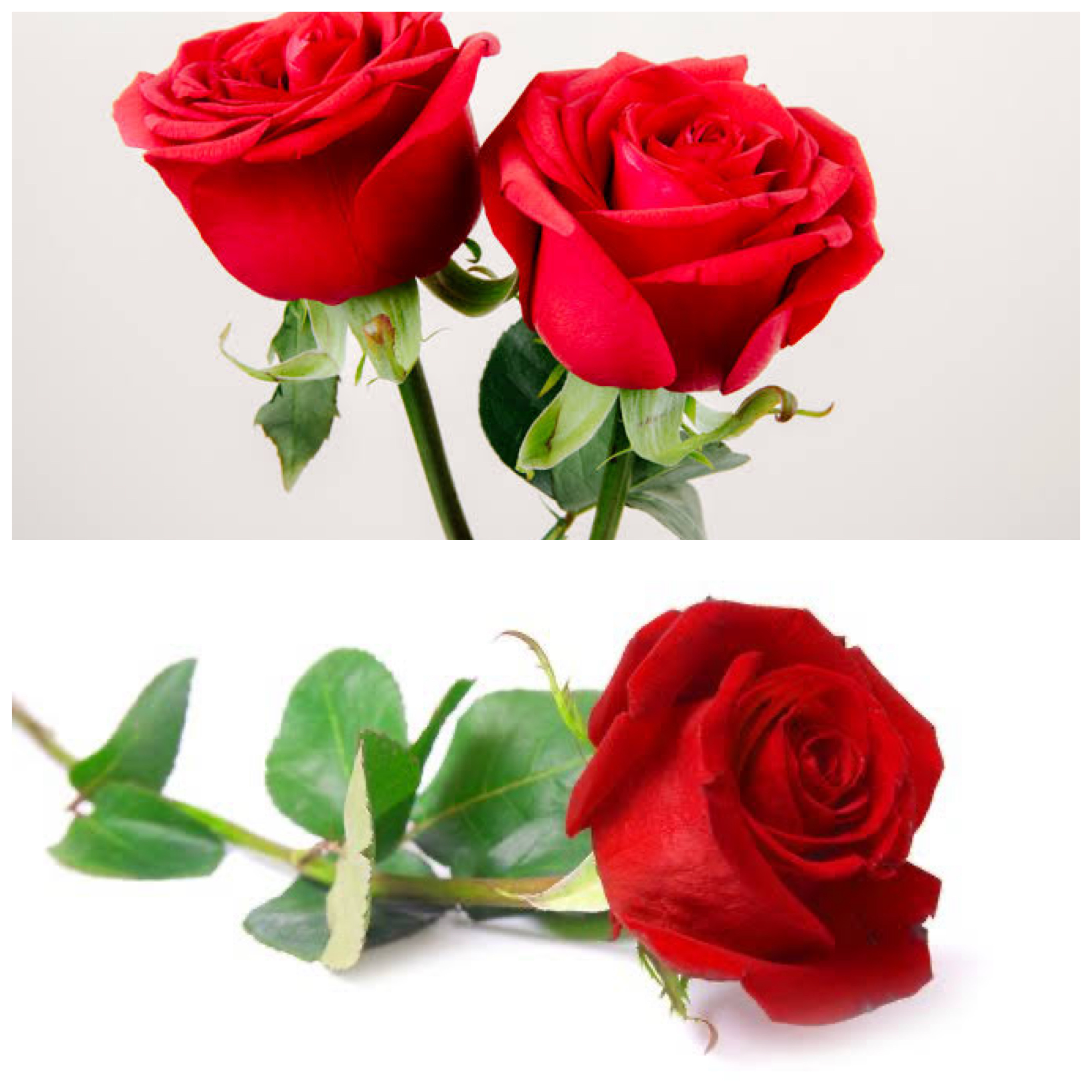 8 Manfaat Bunga Mawar, Mulai Dari Meredakan Iritasi dan Meringankan Nyeri Haid!