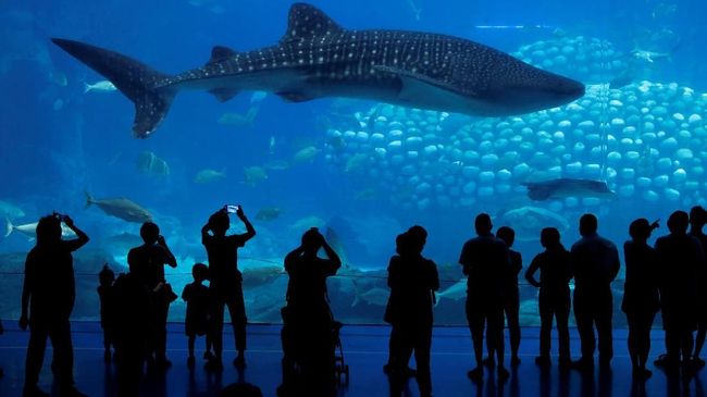 Wisata Aquarium Raksasa yang Ada di Indonesia Tak Kalah Takjub!