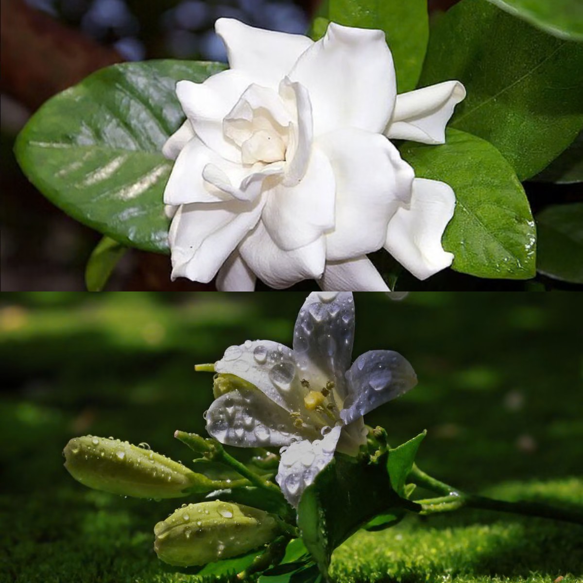  5 Tanaman Hias Berbunga dengan Aroma Semerbak, Cocok Percantik Teras Rumah