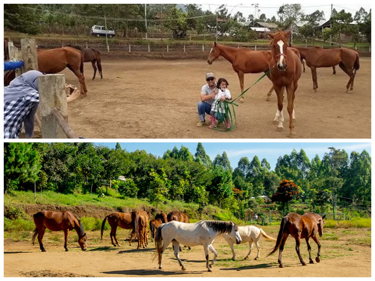 Wisata Peternakan Kuda Megastar di Batu Malang, Wisata dengan Suasana Alam yang Mengasyikkan
