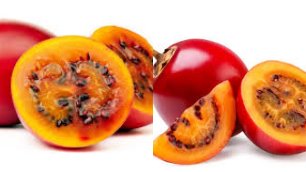 Jarang Diketahui Inilah 9 Manfaat Terong Belanda Untuk Kesehatan Tubuh! 