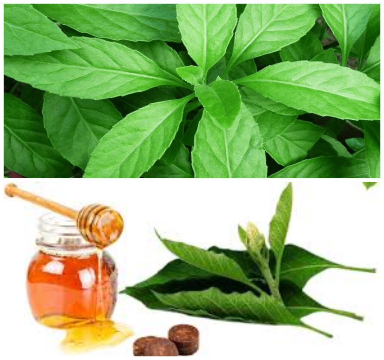 Ini 6 Kegunaan Daun Sembung untuk Kesehatan yang Jarang Diketahui!