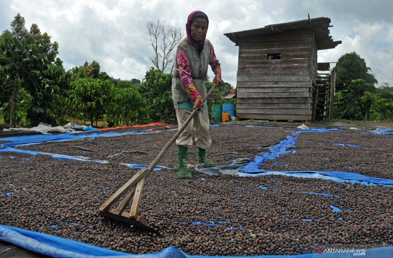 Petani Kopi Simpan Hasil Panen, Akibat Lahan Jemur Terbatas