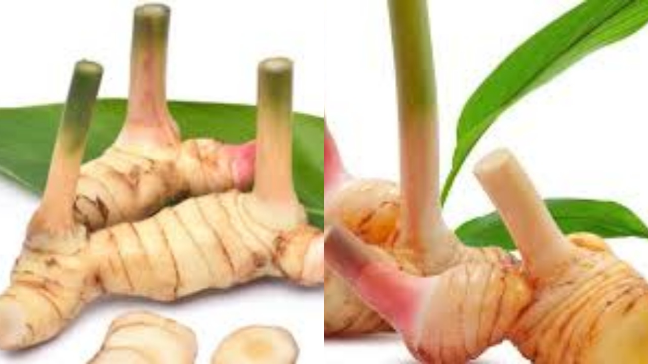 Teryata Ini 8 Manfaat Lengkuas Untuk Kesehatan Selain Untuk Bumbu Masakan!